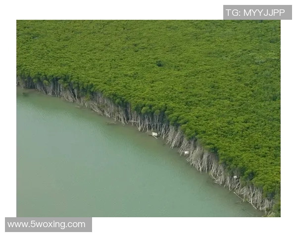 大米种植技术创新与生态环境保护的协同发展研究