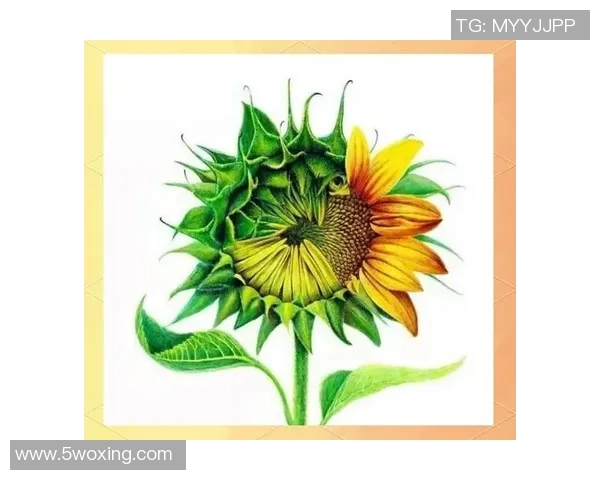 刘敏独家分享篮球心得与技巧助你提升球技的全面指南